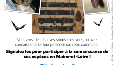  RECHERCHE DE COLONIES DE CHAUVES-SOURIS !!