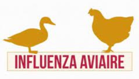 VIRUS INFLUENZA AVIAIRE