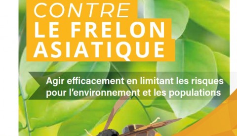 LUTTE CONTRE LE FRELON ASIATIQUE